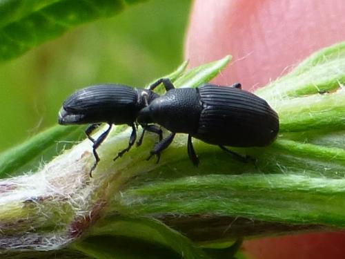 Baris artemisiae